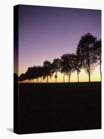 Tree Avenue at Sunset, Hohenlohe, Baden Wurttemberg, Germany, Europe-Markus Lange-Stretched Canvas