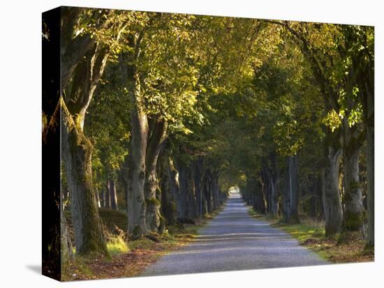 Tree Avenue in Fall, Senne, Nordrhein Westfalen (North Rhine Westphalia), Germany, Europe-Thorsten Milse-Stretched Canvas