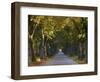 Tree Avenue in Fall, Senne, Nordrhein Westfalen (North Rhine Westphalia), Germany, Europe-Thorsten Milse-Framed Photographic Print