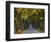 Tree Avenue in Fall, Senne, Nordrhein Westfalen (North Rhine Westphalia), Germany, Europe-Thorsten Milse-Framed Photographic Print