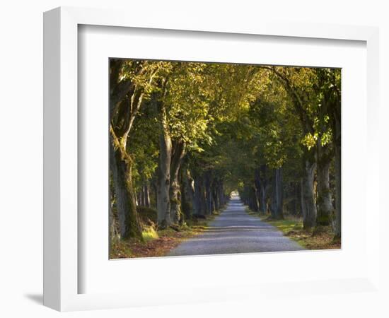 Tree Avenue in Fall, Senne, Nordrhein Westfalen (North Rhine Westphalia), Germany, Europe-Thorsten Milse-Framed Photographic Print