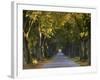 Tree Avenue in Fall, Senne, Nordrhein Westfalen (North Rhine Westphalia), Germany, Europe-Thorsten Milse-Framed Photographic Print