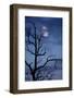 Tree, Bald, Silhouette, Heaven, Cloud, Moon, [M], Deciduous Tree, Old, Knobbily-Herbert Kehrer-Framed Photographic Print