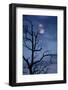 Tree, Bald, Silhouette, Heaven, Cloud, Moon, [M], Deciduous Tree, Old, Knobbily-Herbert Kehrer-Framed Photographic Print