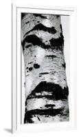 Tree Bark, 1960-Brett Weston-Framed Photographic Print