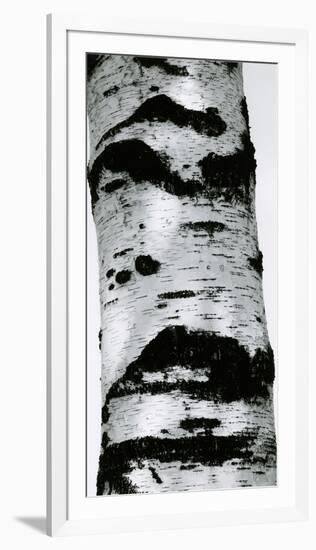 Tree Bark, 1960-Brett Weston-Framed Photographic Print