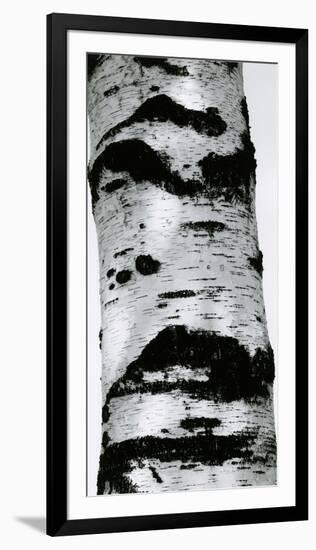 Tree Bark, 1960-Brett Weston-Framed Photographic Print