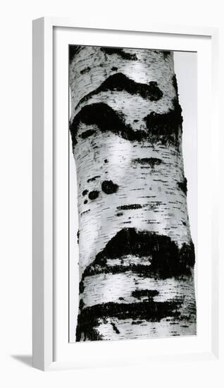 Tree Bark, 1960-Brett Weston-Framed Photographic Print