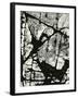 Tree Bark, 1970-Brett Weston-Framed Photographic Print