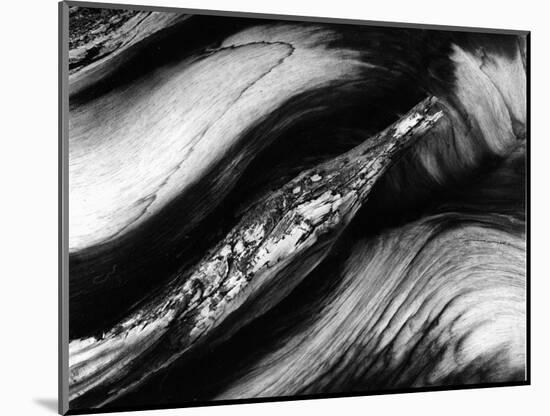 Tree Bark, 1977-Brett Weston-Mounted Photographic Print