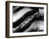 Tree Bark, 1977-Brett Weston-Framed Premium Photographic Print