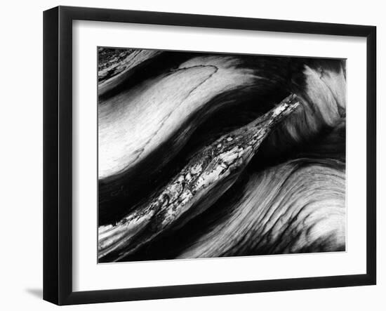 Tree Bark, 1977-Brett Weston-Framed Premium Photographic Print