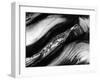 Tree Bark, 1977-Brett Weston-Framed Premium Photographic Print