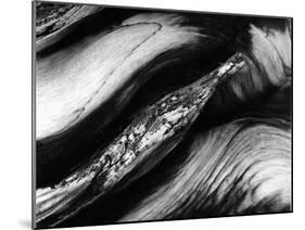 Tree Bark, 1977-Brett Weston-Mounted Premium Photographic Print