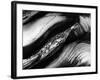 Tree Bark, 1977-Brett Weston-Framed Photographic Print