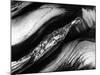 Tree Bark, 1977-Brett Weston-Mounted Photographic Print