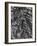 Tree Bark, c. 1950-Brett Weston-Framed Photographic Print