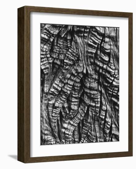 Tree Bark, c. 1950-Brett Weston-Framed Photographic Print