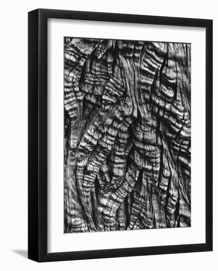 Tree Bark, c. 1950-Brett Weston-Framed Photographic Print