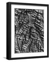 Tree Bark, c. 1950-Brett Weston-Framed Photographic Print