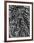 Tree Bark, c. 1950-Brett Weston-Framed Photographic Print