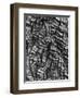 Tree Bark, c. 1950-Brett Weston-Framed Premium Photographic Print