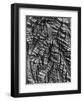 Tree Bark, c. 1950-Brett Weston-Framed Premium Photographic Print