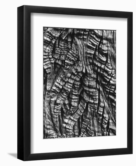 Tree Bark, c. 1950-Brett Weston-Framed Premium Photographic Print