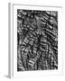 Tree Bark, c. 1950-Brett Weston-Framed Photographic Print