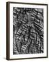 Tree Bark, c. 1950-Brett Weston-Framed Photographic Print