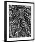 Tree Bark, c. 1950-Brett Weston-Framed Photographic Print