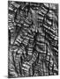 Tree Bark, c. 1950-Brett Weston-Mounted Photographic Print