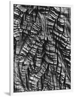 Tree Bark, c. 1950-Brett Weston-Framed Photographic Print