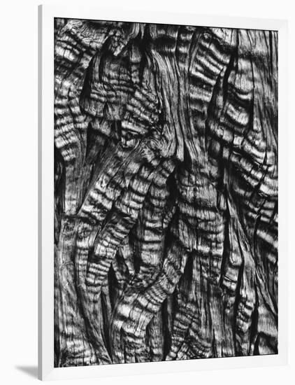 Tree Bark, c. 1950-Brett Weston-Framed Photographic Print