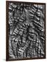 Tree Bark, c. 1950-Brett Weston-Framed Photographic Print