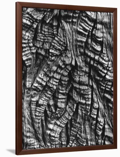 Tree Bark, c. 1950-Brett Weston-Framed Photographic Print