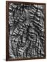 Tree Bark, c. 1950-Brett Weston-Framed Photographic Print