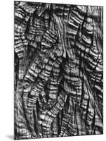 Tree Bark, c. 1950-Brett Weston-Mounted Photographic Print