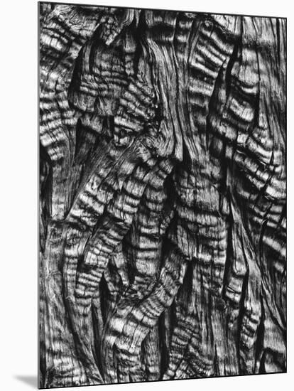 Tree Bark, c. 1950-Brett Weston-Mounted Photographic Print