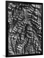 Tree Bark, c. 1950-Brett Weston-Framed Photographic Print