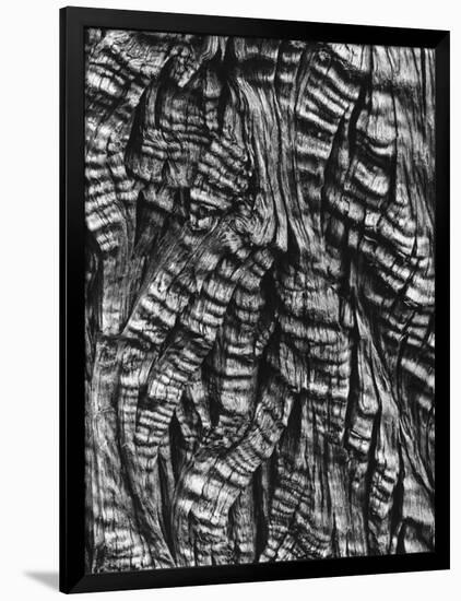 Tree Bark, c. 1950-Brett Weston-Framed Photographic Print