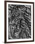 Tree Bark, c. 1950-Brett Weston-Framed Photographic Print