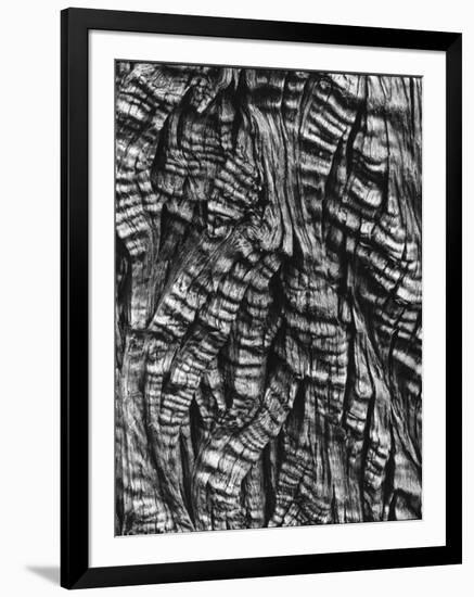 Tree Bark, c. 1950-Brett Weston-Framed Photographic Print