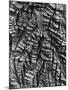 Tree Bark, c. 1950-Brett Weston-Mounted Photographic Print