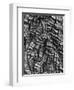 Tree Bark, c. 1950-Brett Weston-Framed Photographic Print