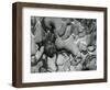 Tree Bark, c.1970-Brett Weston-Framed Photographic Print