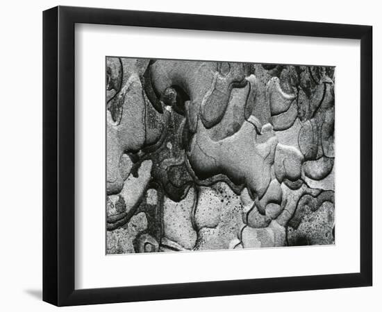 Tree Bark, c.1970-Brett Weston-Framed Photographic Print