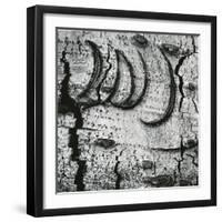 Tree Bark, c. 1970-Brett Weston-Framed Photographic Print