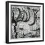 Tree Bark, c. 1970-Brett Weston-Framed Photographic Print