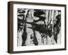 Tree Bark, c. 1970-Brett Weston-Framed Premium Photographic Print